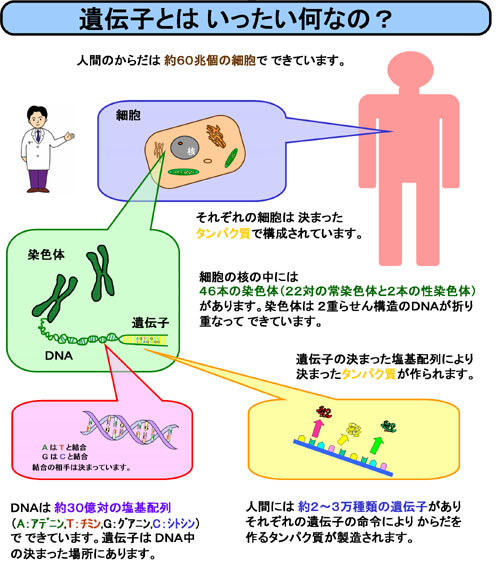 DNA%81%95BODY